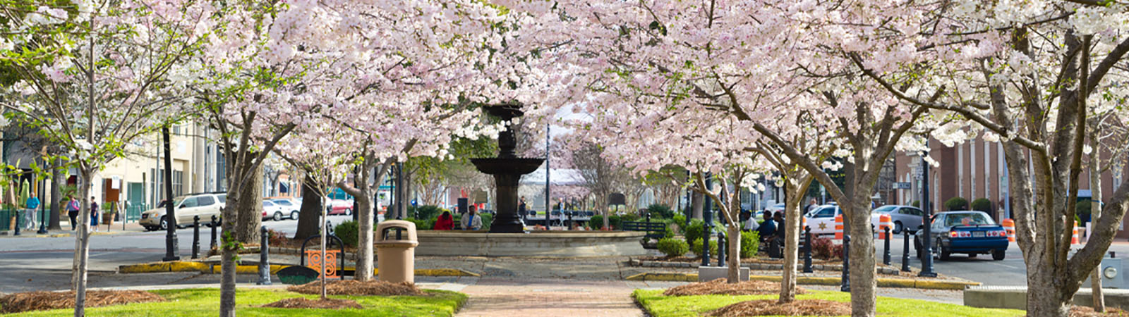 White Columns and Cherry Blossoms