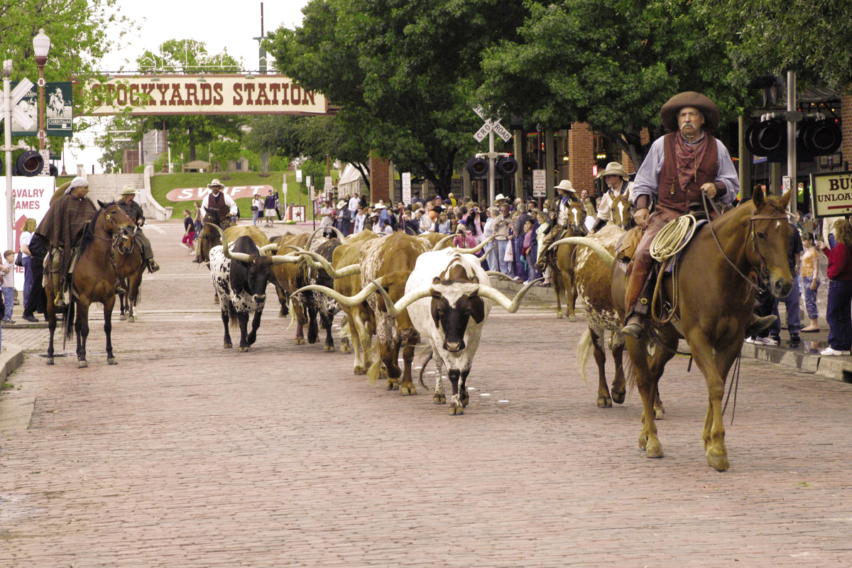 Texas Cattle Drive in Fort Worth