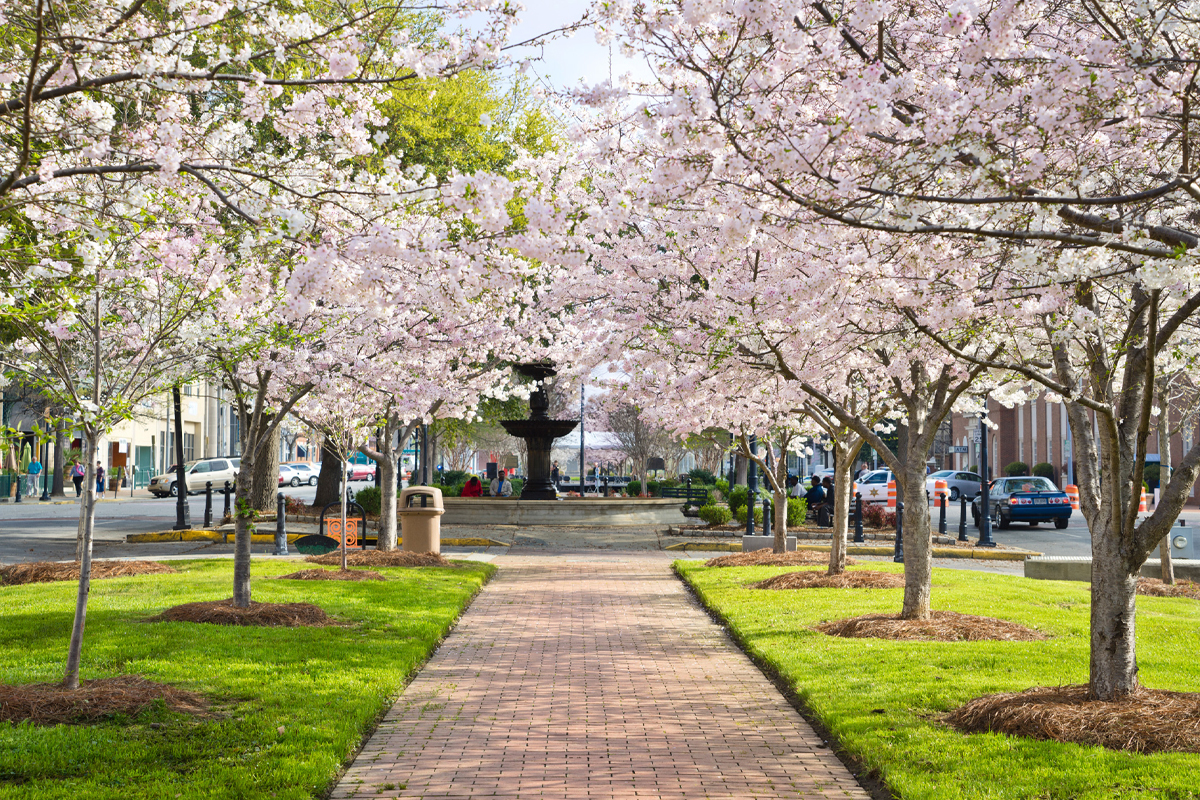 Cherry Blossom Festival